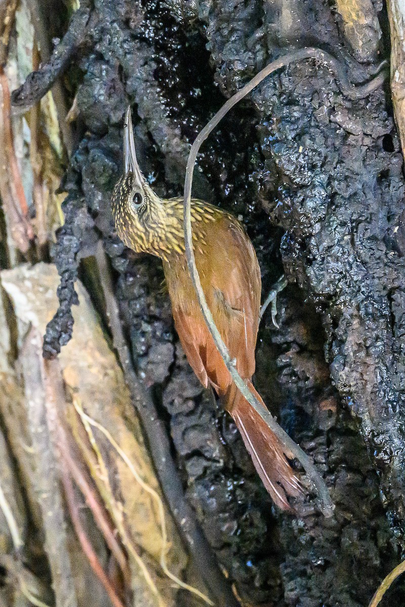 Streak-headed Woodcreeper - ML617949655