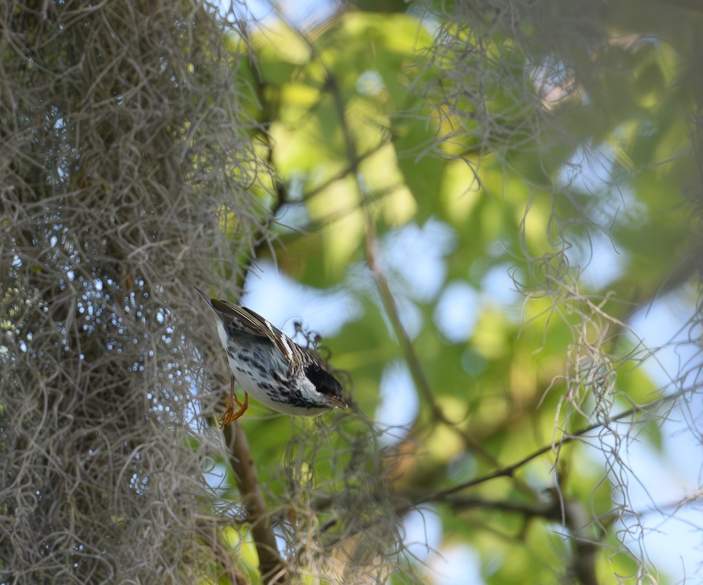 Blackpoll Warbler - ML617949658