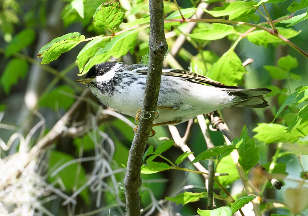 Streifenwaldsänger - ML617949662