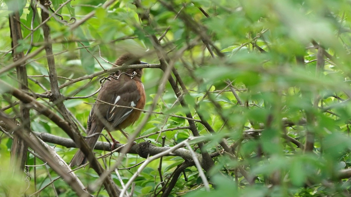 Eastern Towhee - ML617949667