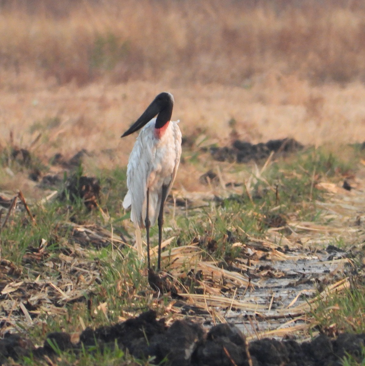 Jabiru - ML617949683