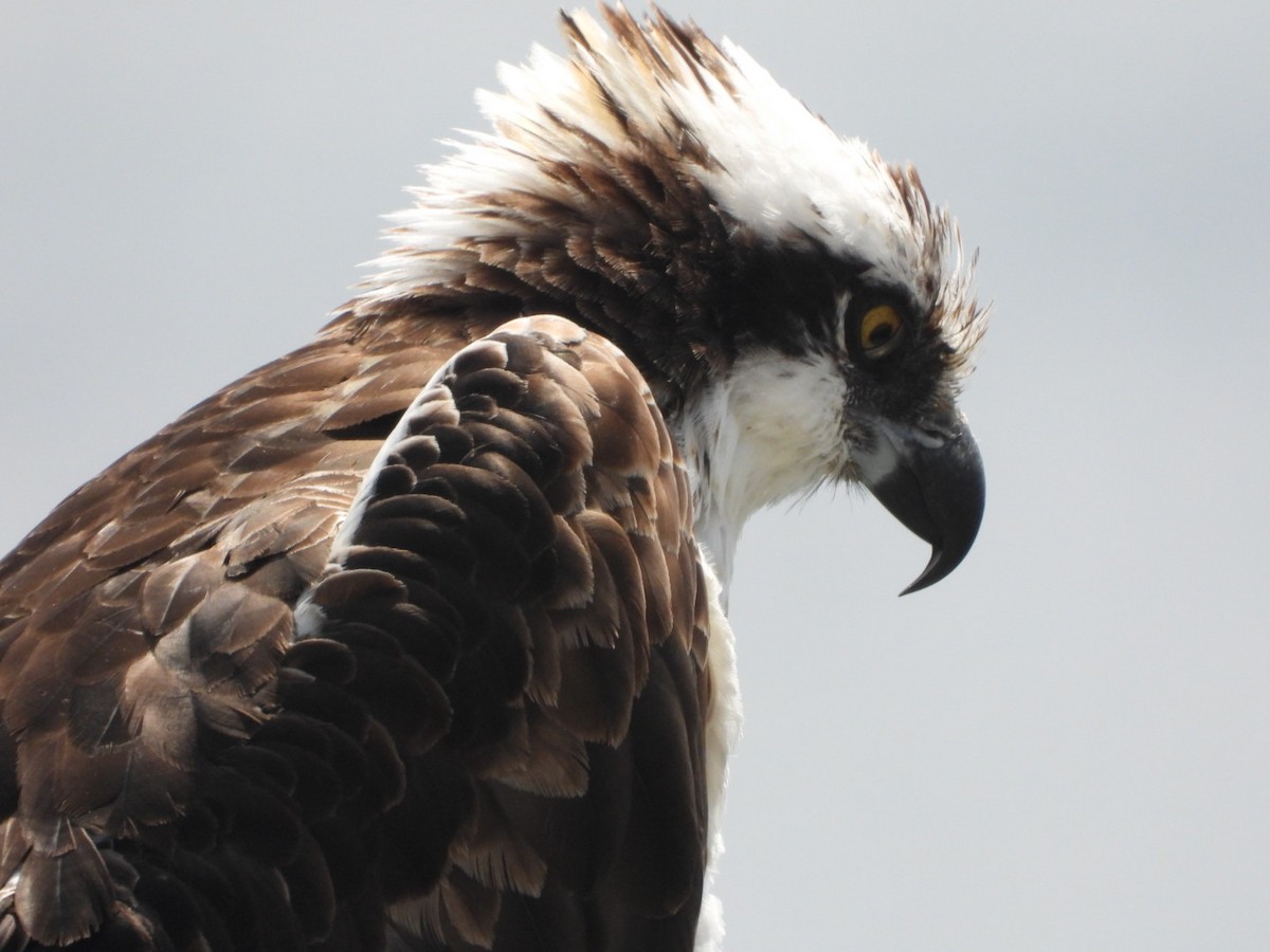 Águila Pescadora - ML617949751