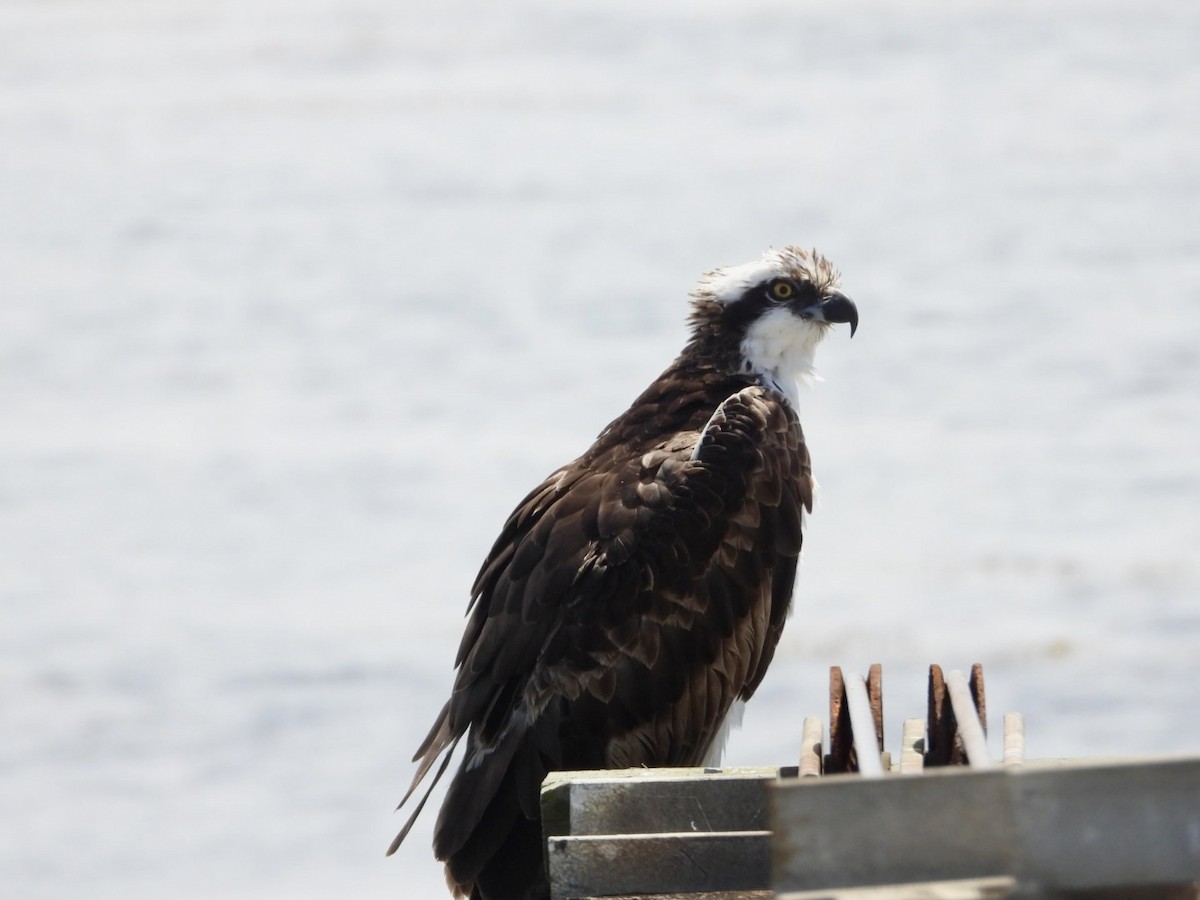 Águila Pescadora - ML617949758