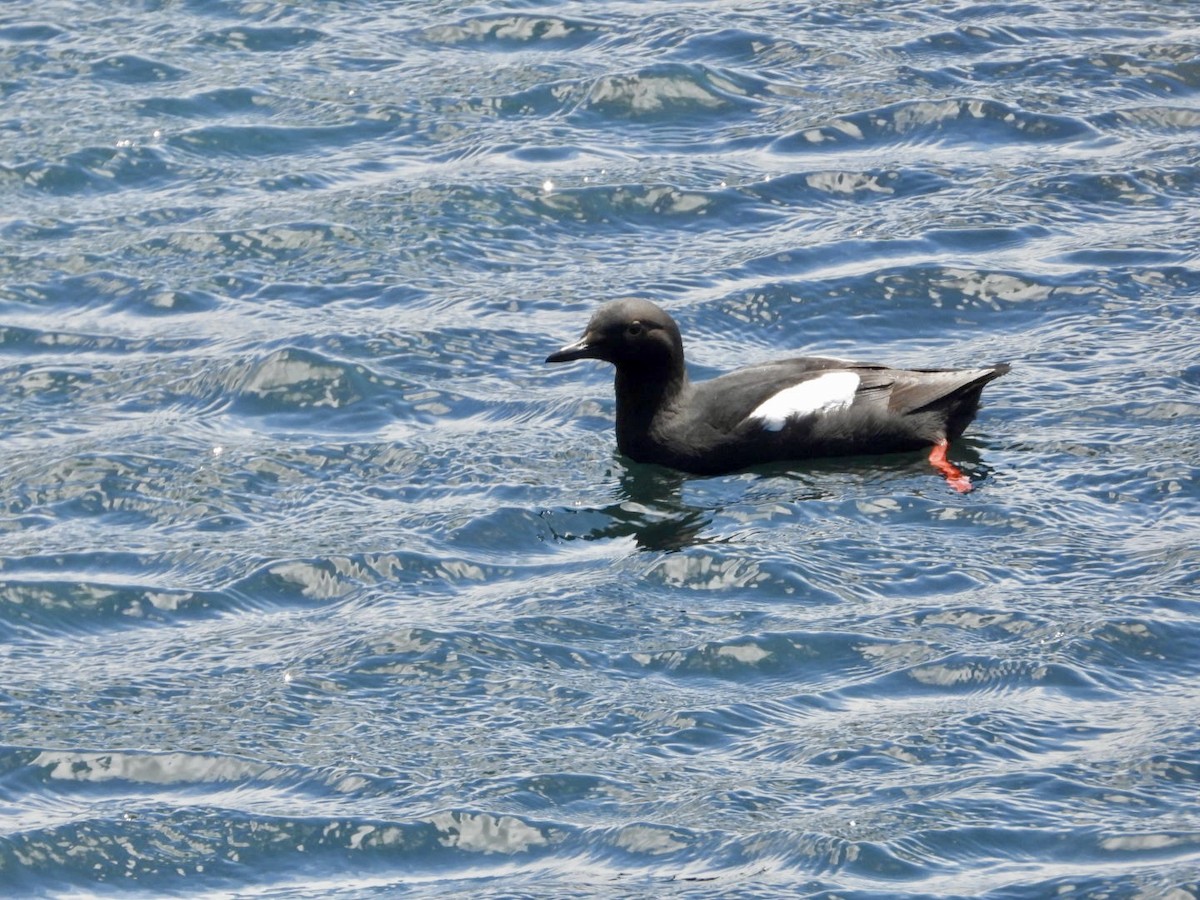 Pigeon Guillemot - ML617949774