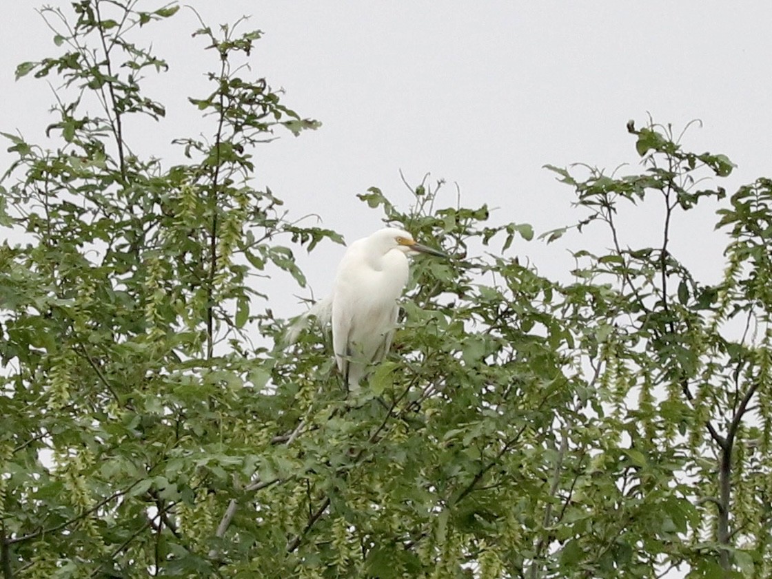 Medium Egret - ML617949803