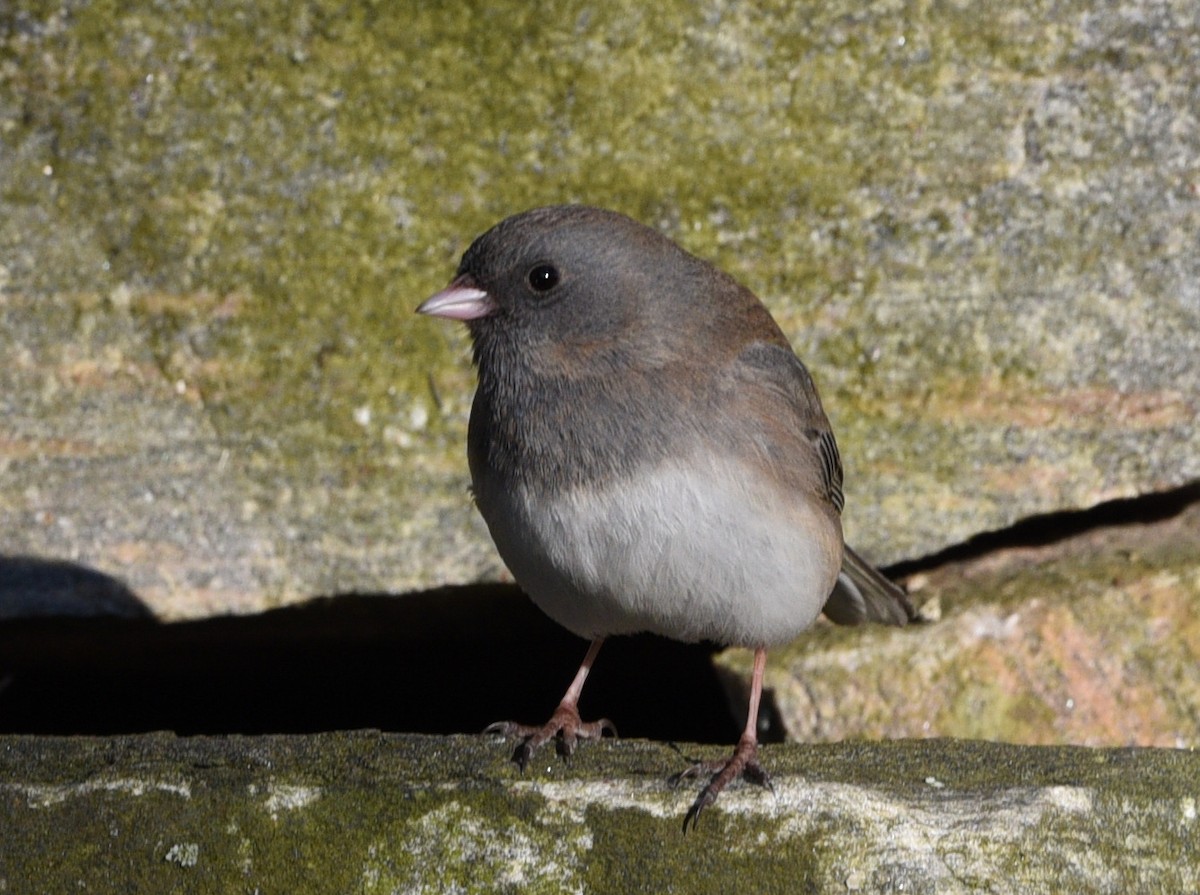 Dark-eyed Junco - Wendy Hill