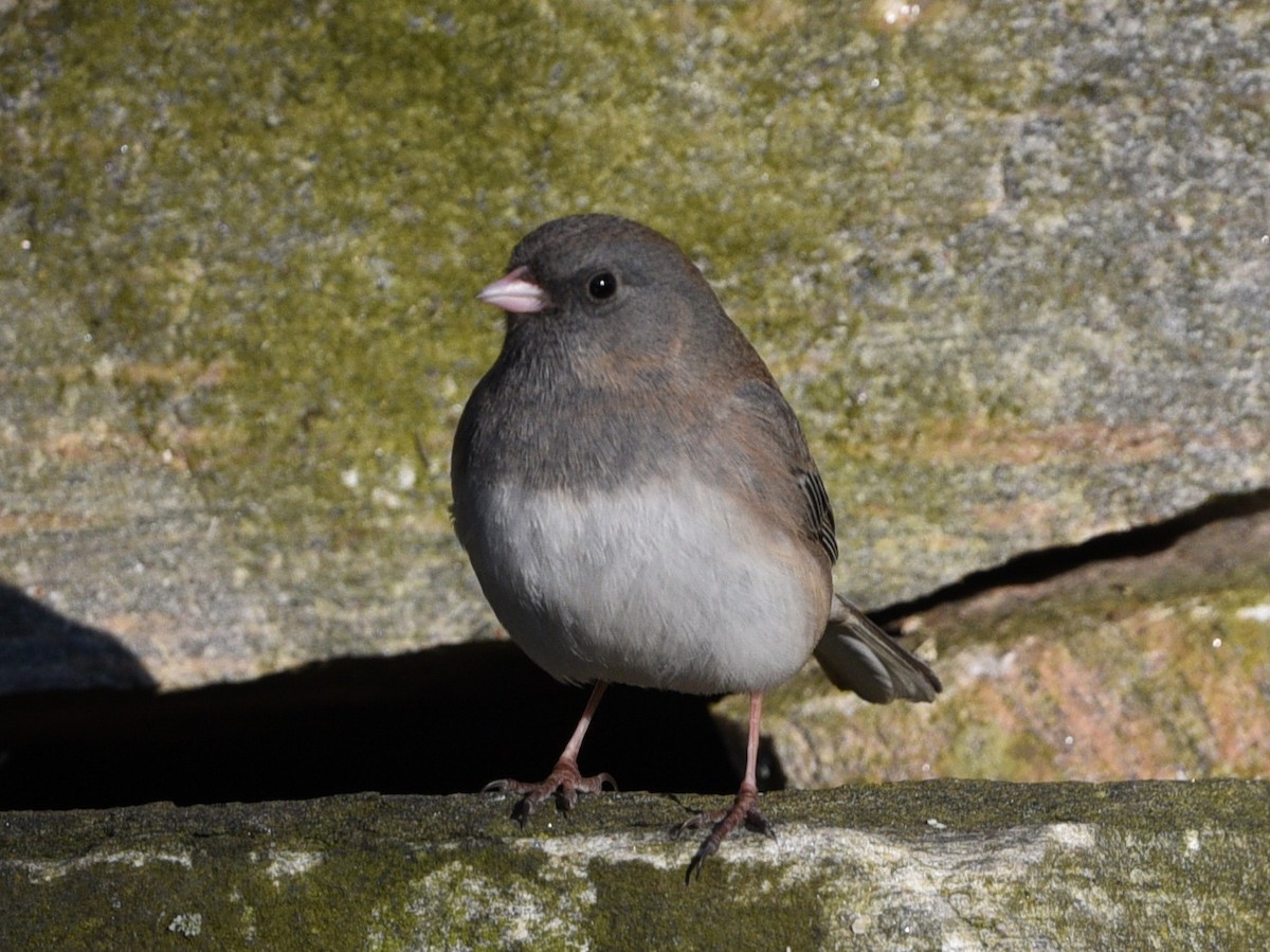 Dark-eyed Junco - Wendy Hill