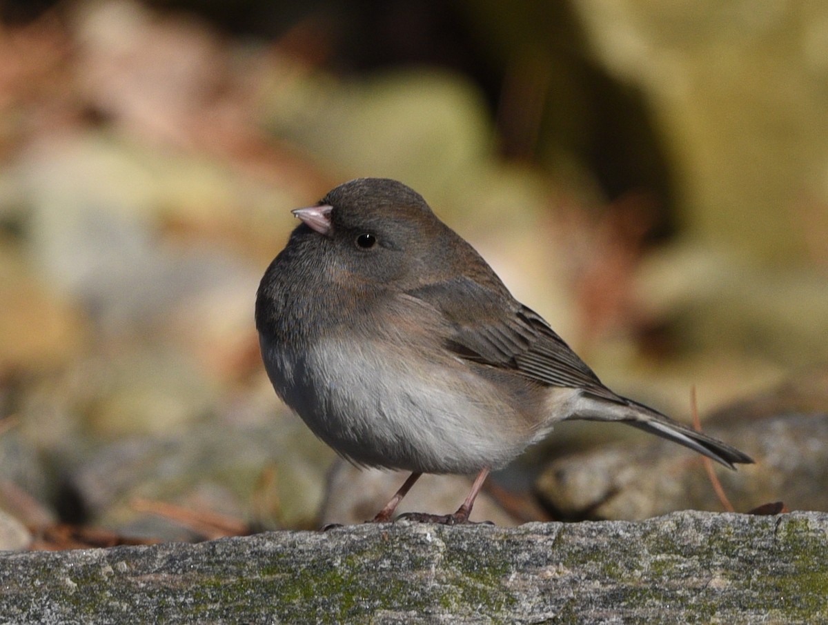 Junco ardoisé - ML617949808