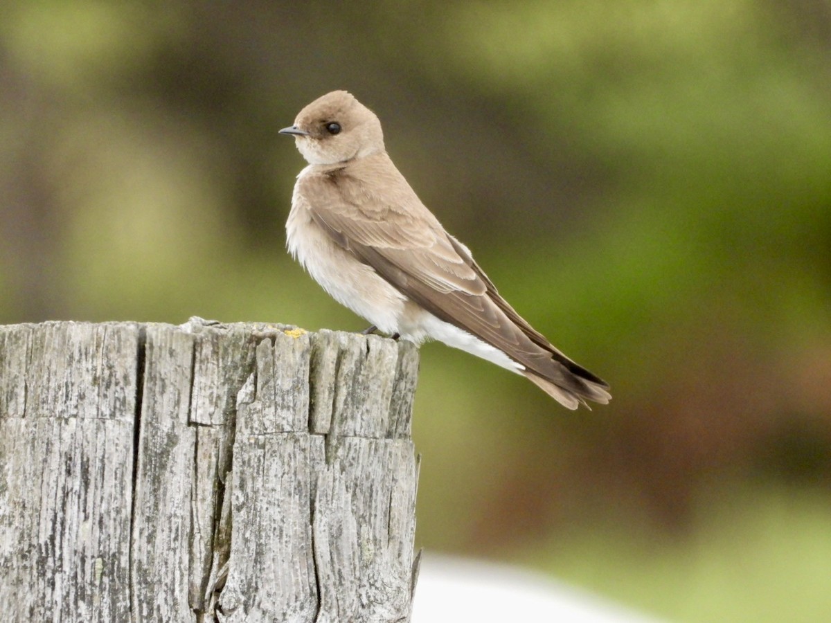 Golondrina Aserrada - ML617949831