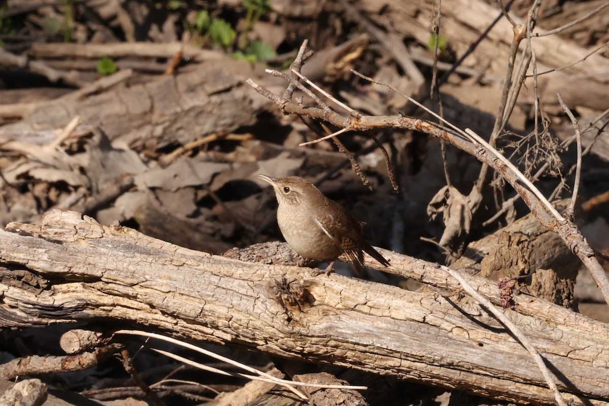 Winter Wren - ML617949841