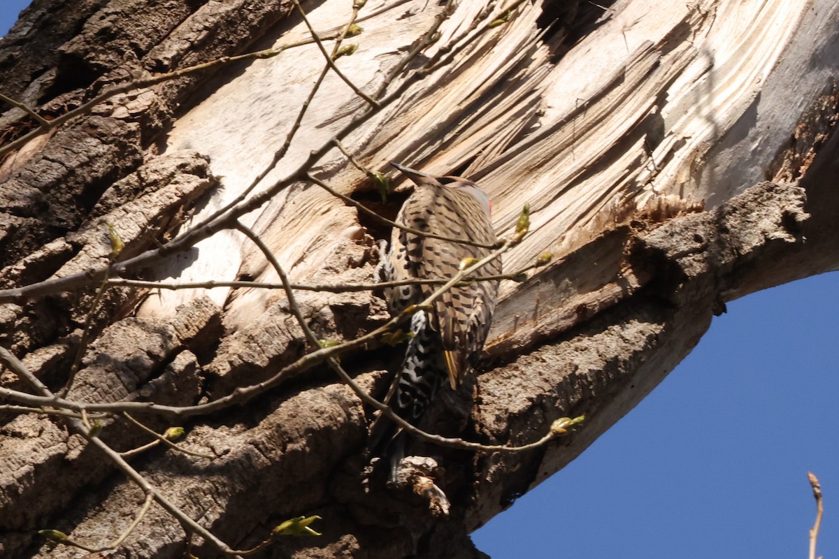 Northern Flicker - ML617949848