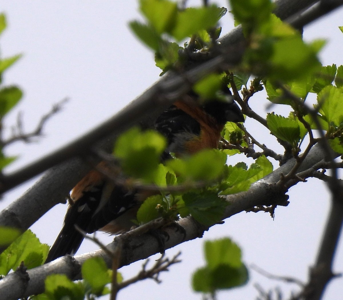 Black-headed Grosbeak - ML617949857