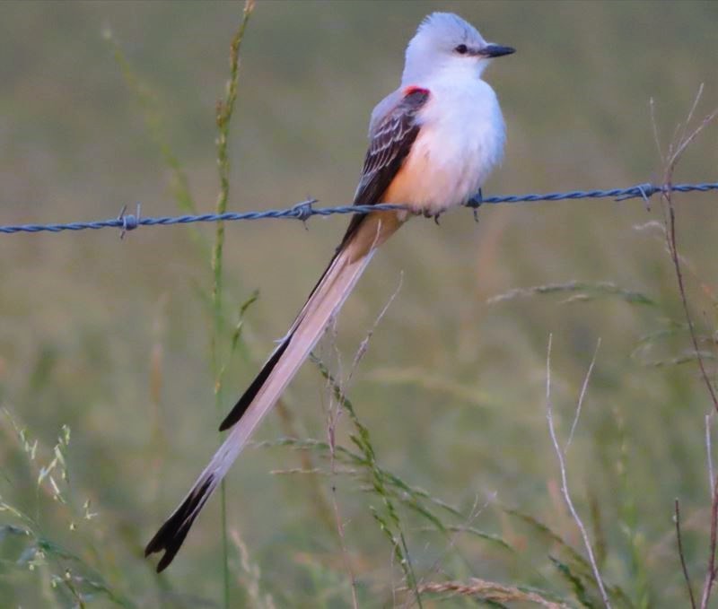 Scissor-tailed Flycatcher - ML617949878