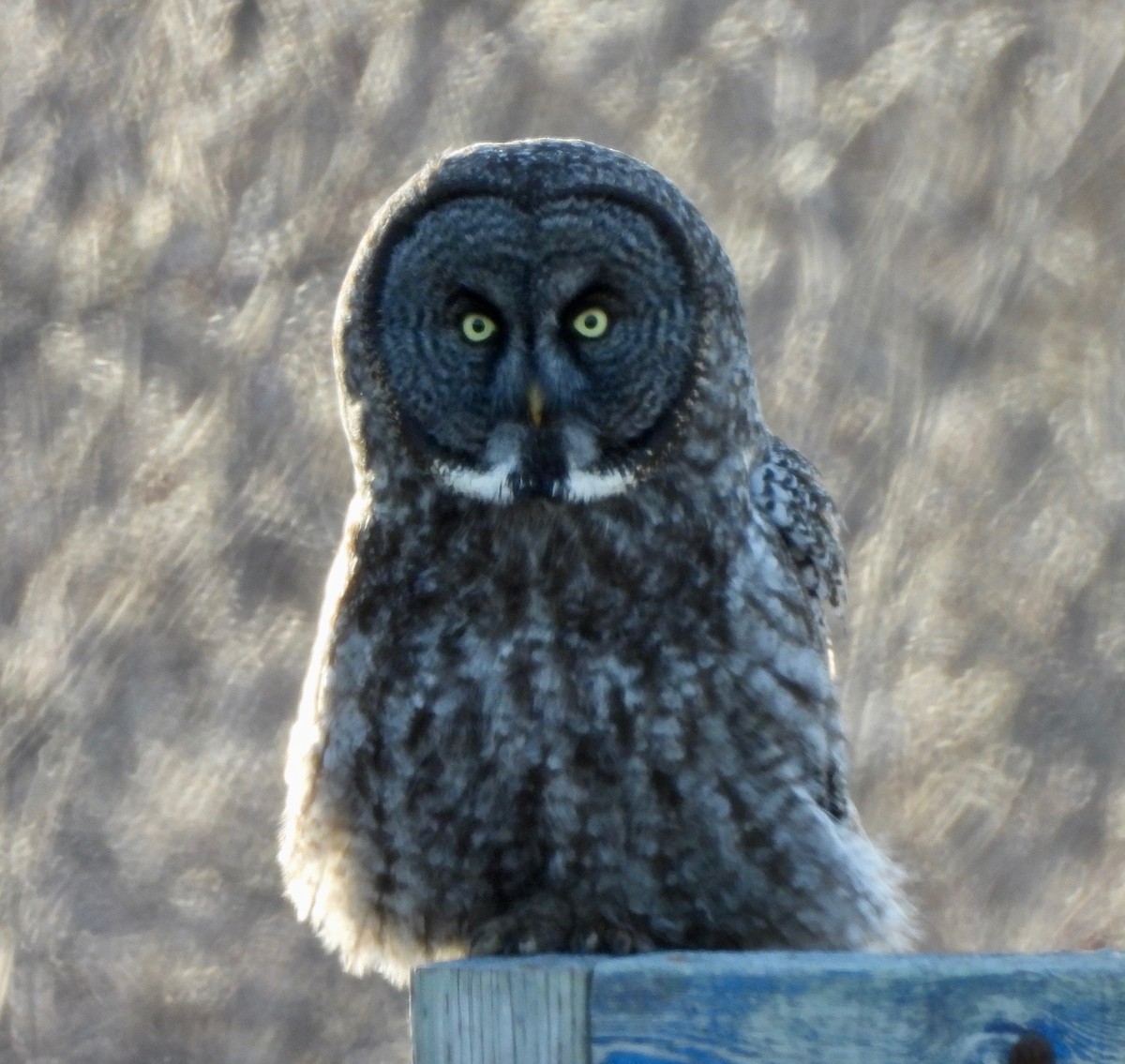Great Gray Owl - Pegg & Mark Campbell
