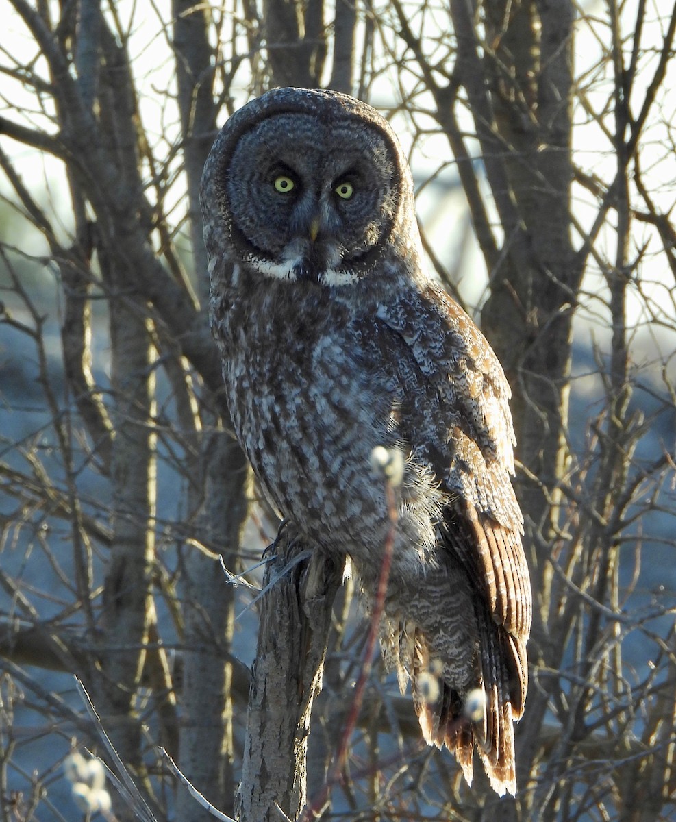 Great Gray Owl - ML617949881