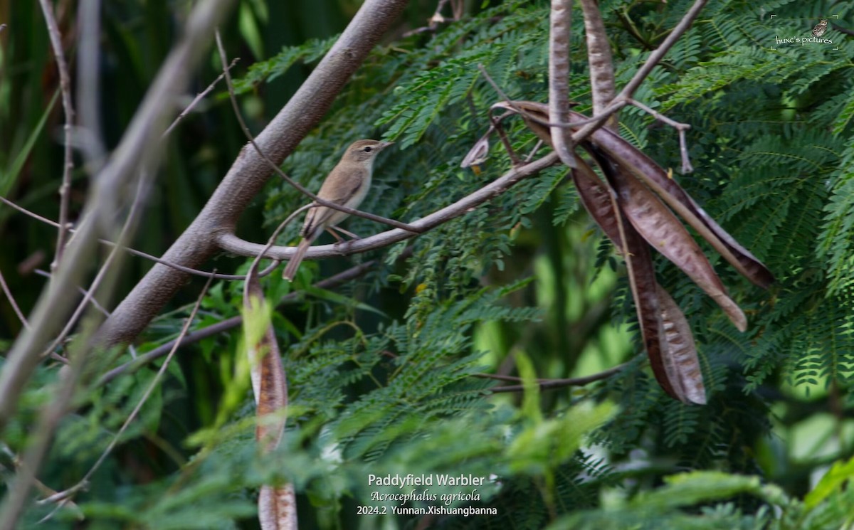 Paddyfield Warbler - ML617949918