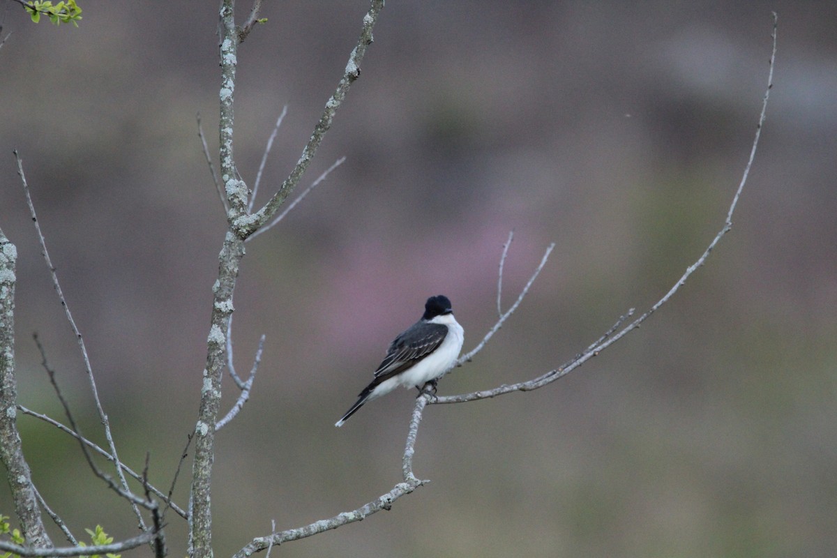 Eastern Kingbird - ML617949945