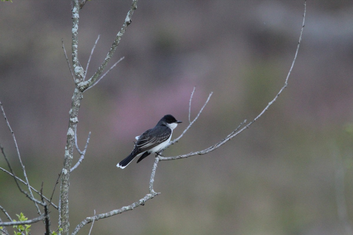 Eastern Kingbird - ML617949948