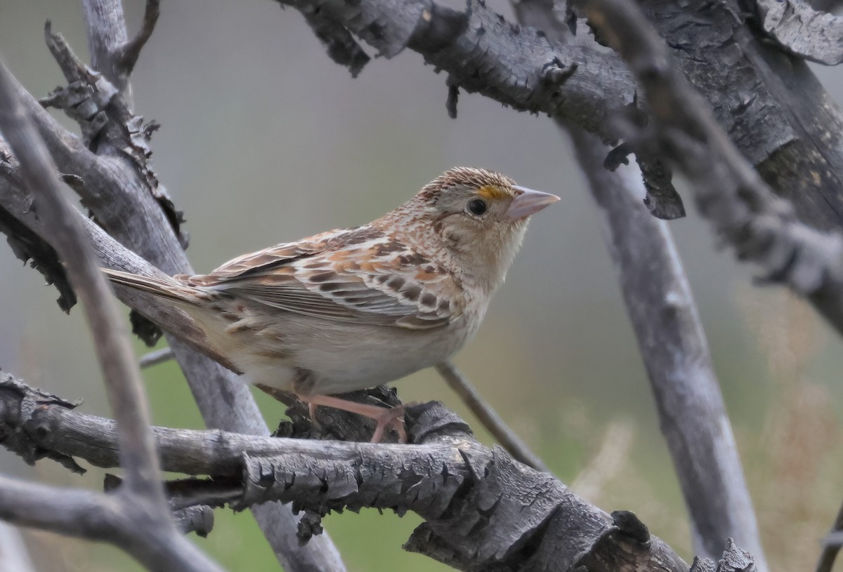 Grasshopper Sparrow - Matthew Grube