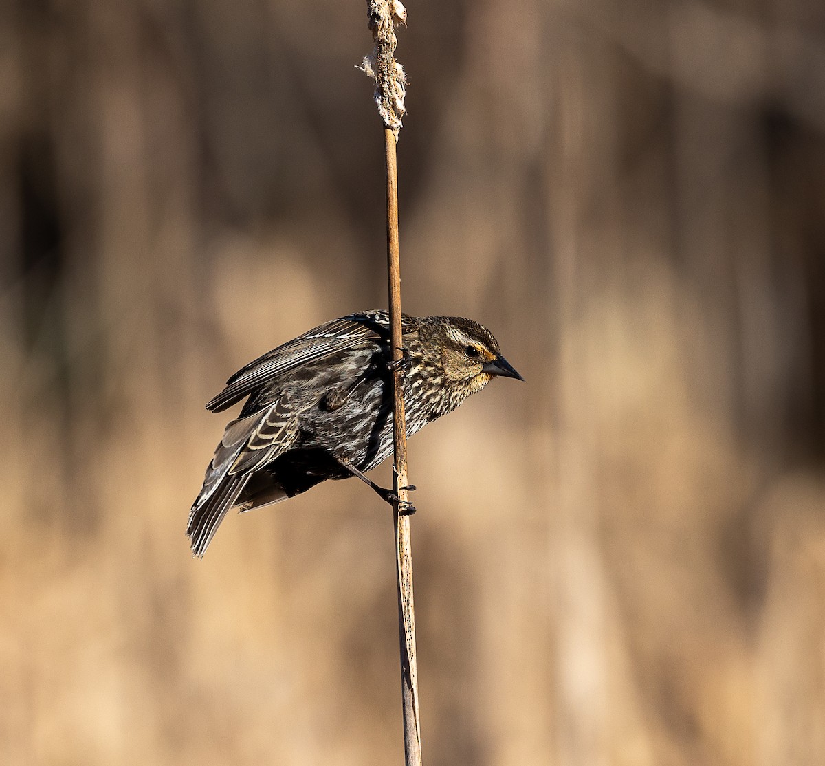 Red-winged Blackbird - ML617949967