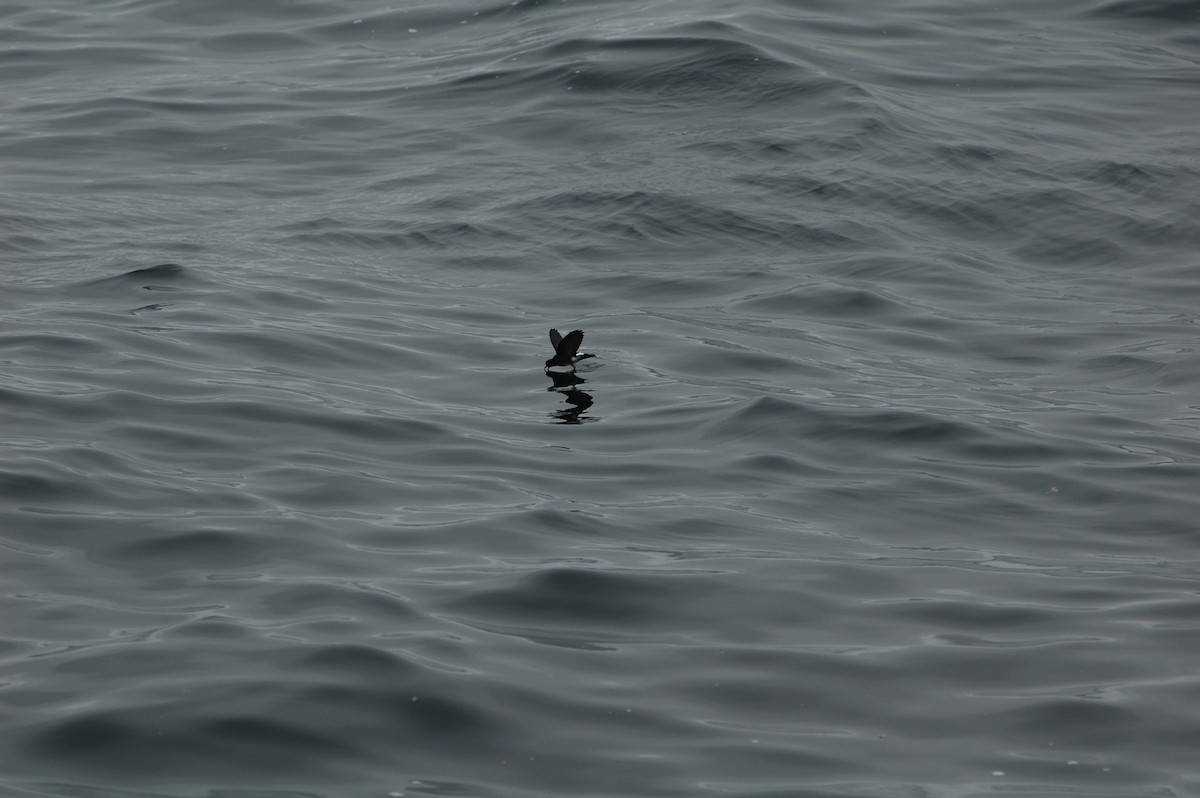 Elliot's Storm-Petrel - Francisco Sornoza