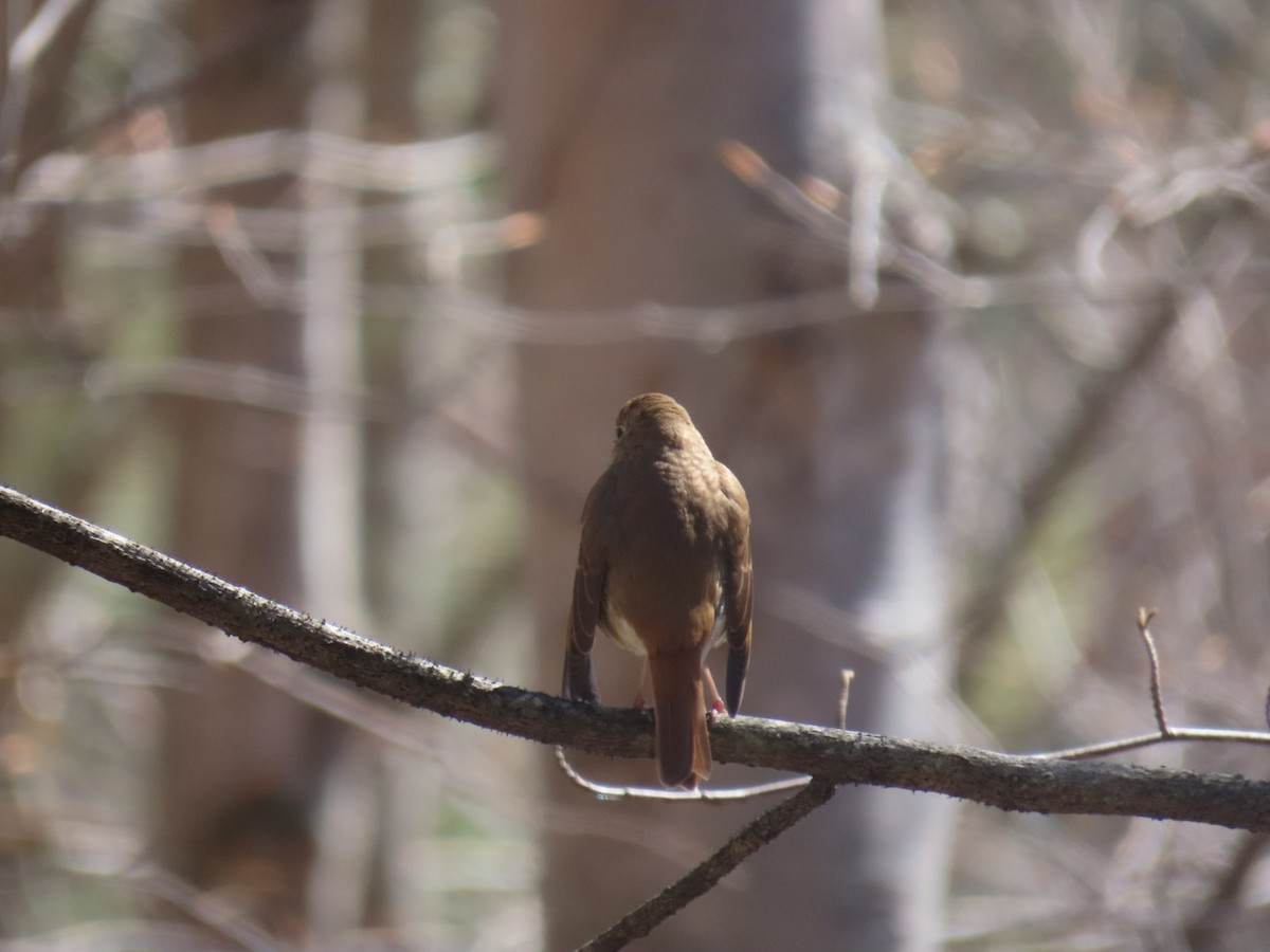 Hermit Thrush - Ericka Albright