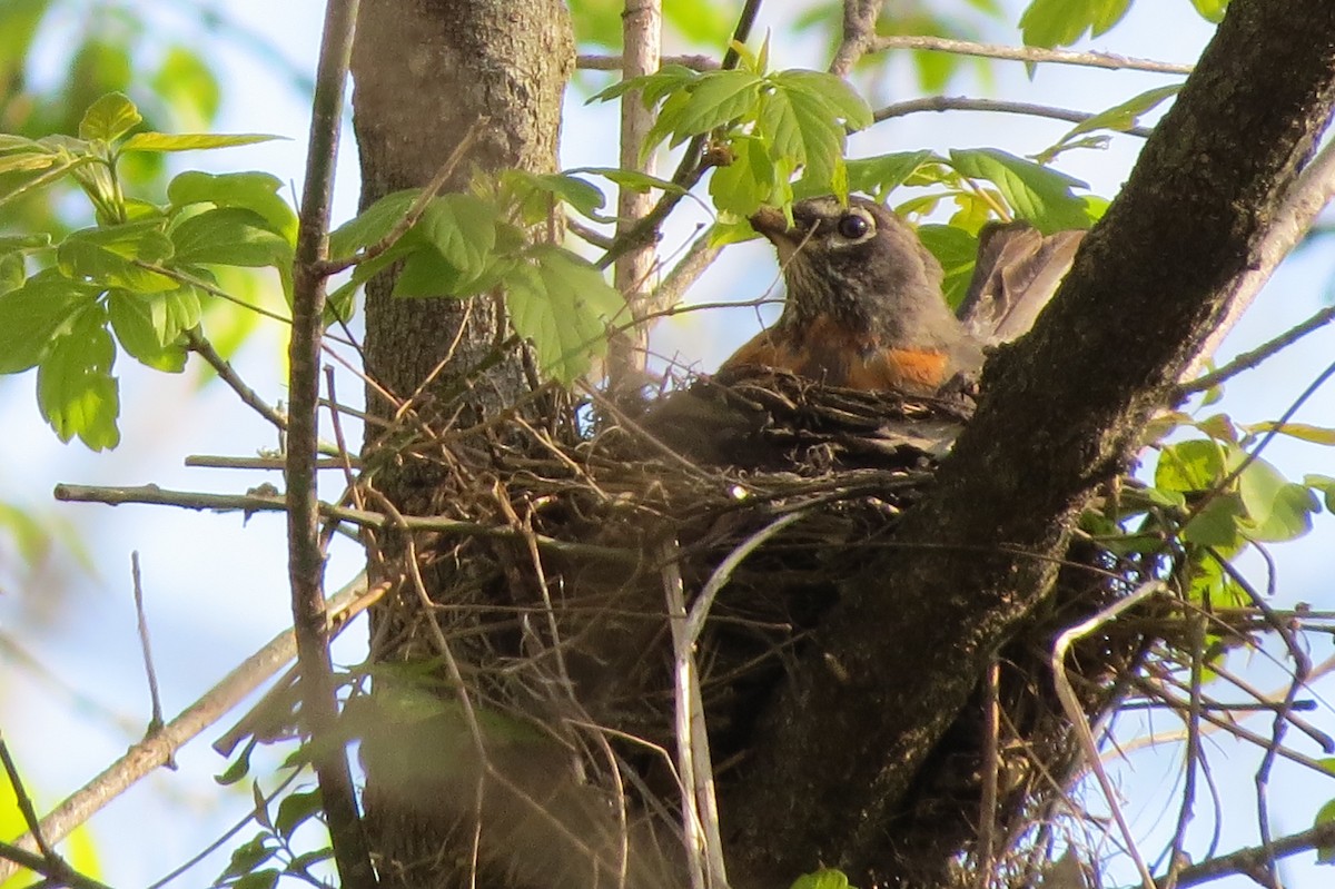 American Robin - ML617950076