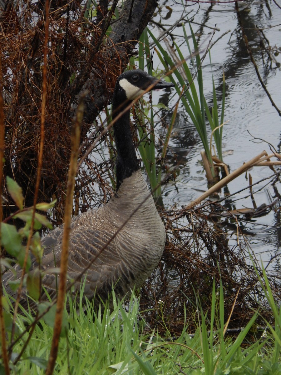 Canada Goose - ML617950114