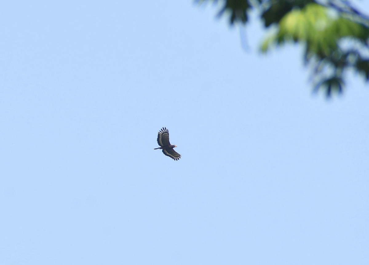 Crested Serpent-Eagle - Anand Birdlife