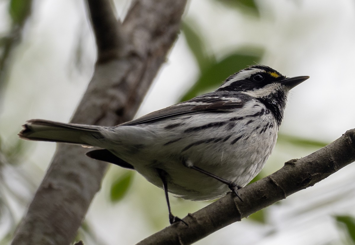 Black-throated Gray Warbler - ML617950130