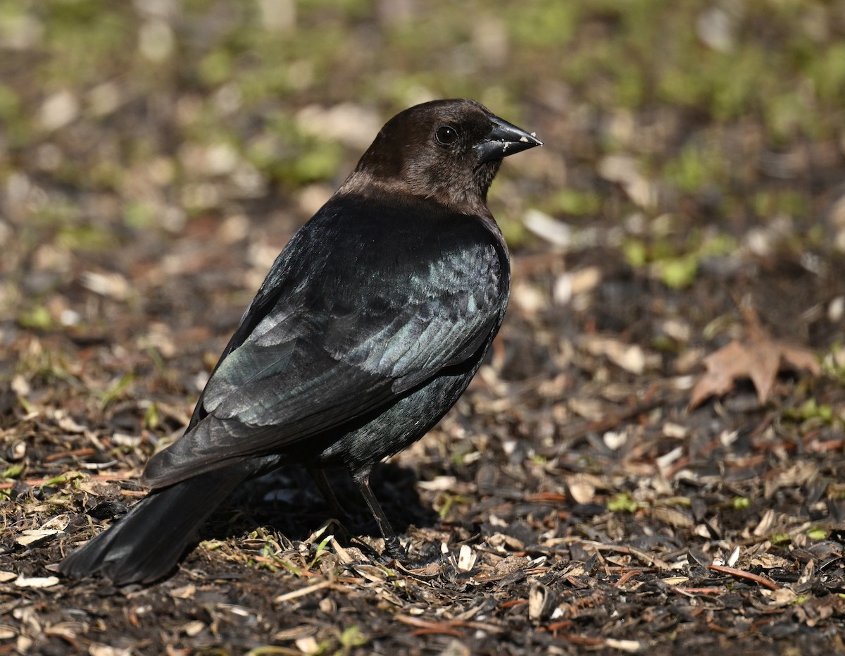 Brown-headed Cowbird - ML617950153