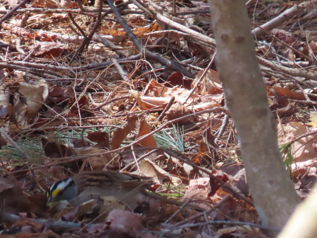 White-throated Sparrow - Ericka Albright