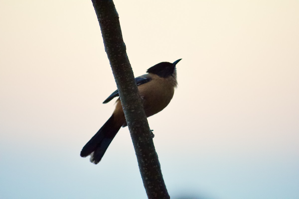 Rufous Sibia - Rupashree Shivacharada