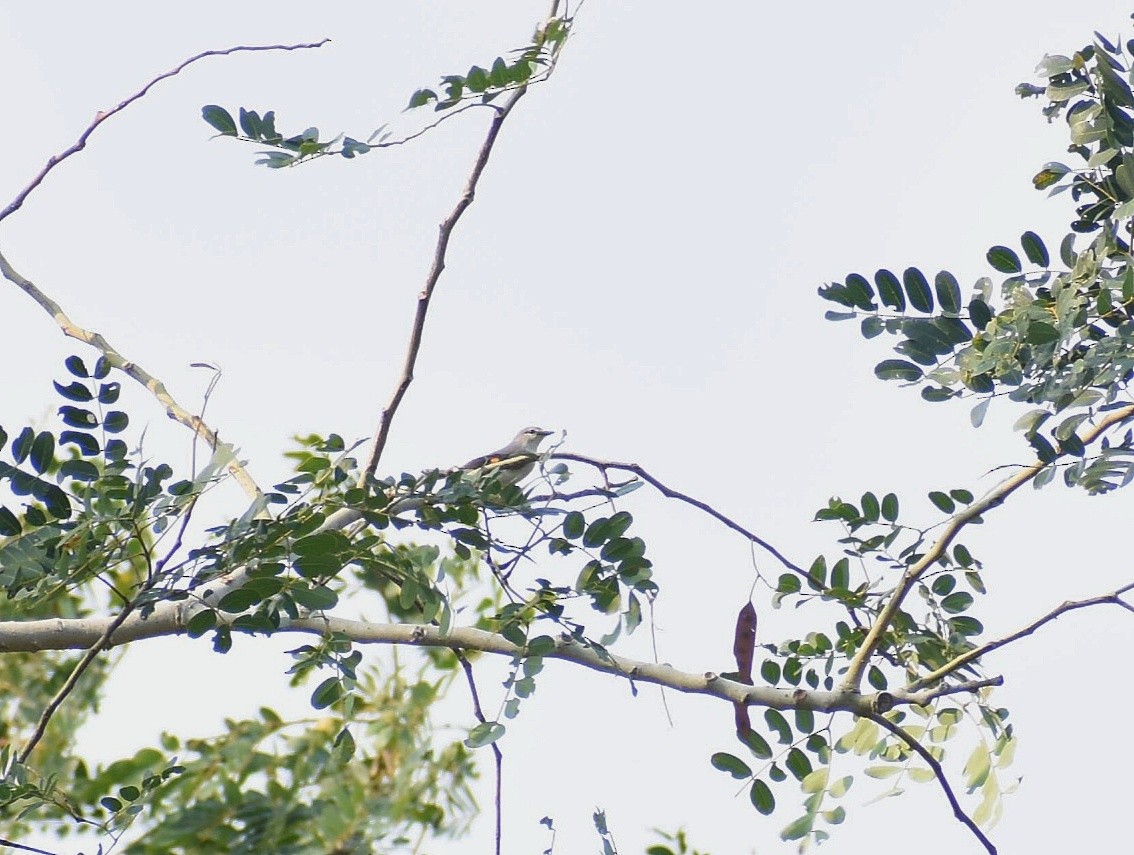 Small Minivet - Anand Birdlife