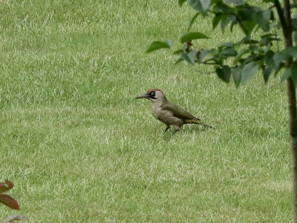 Eurasian Green Woodpecker - ML617950266