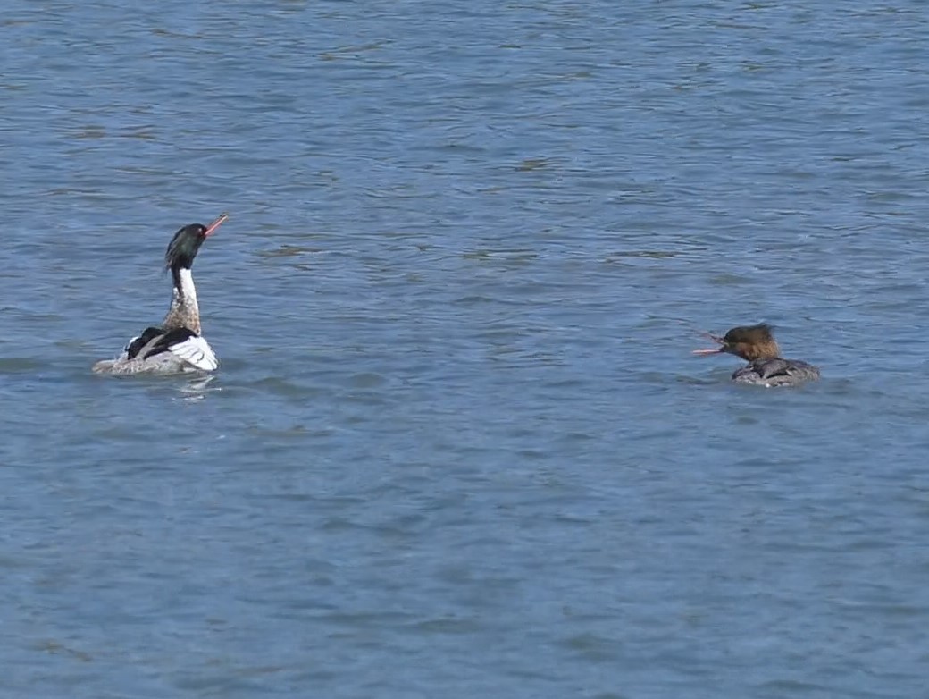 Red-breasted Merganser - ML617950293