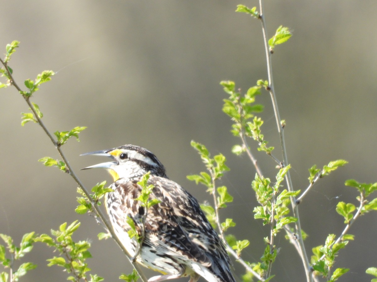 Eastern Meadowlark - ML617950320