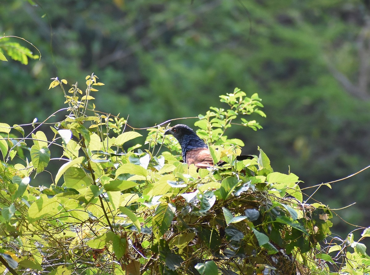 Greater Coucal - ML617950323