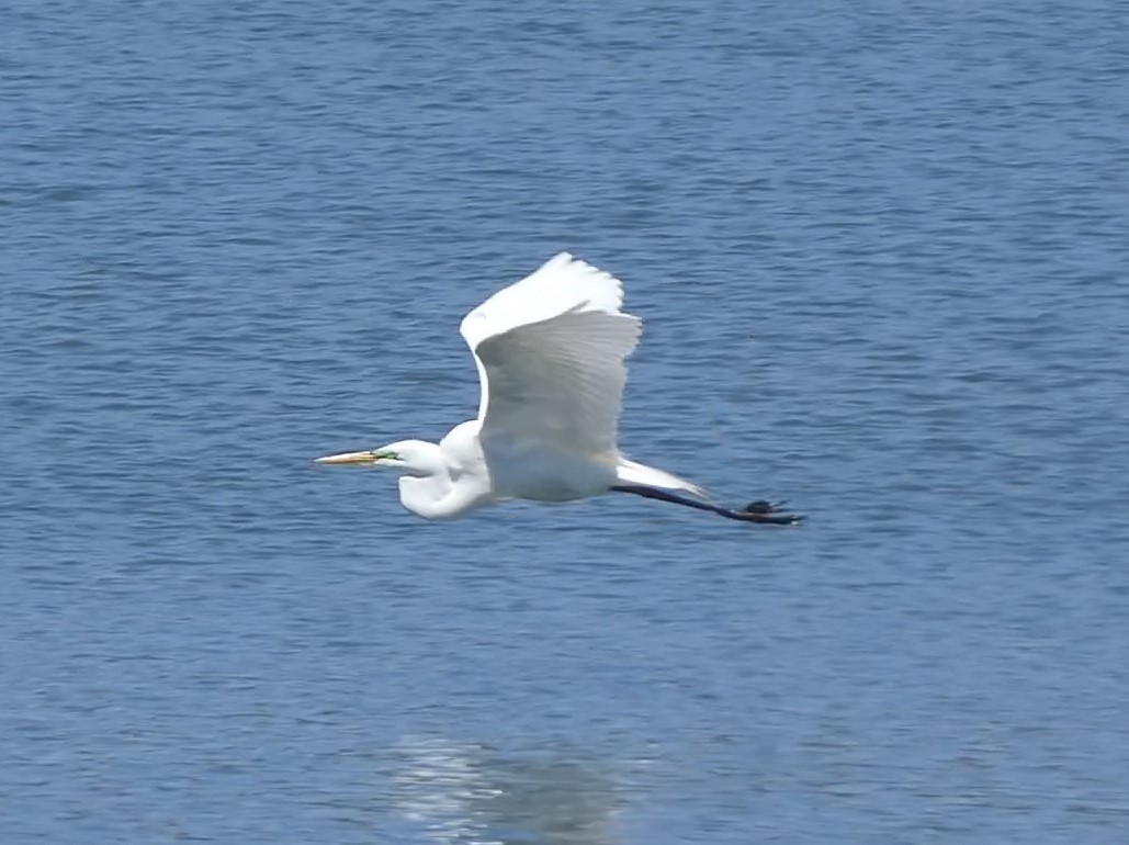 Great Egret - ML617950406