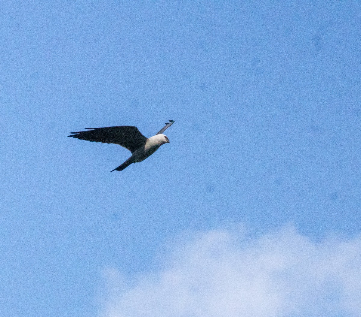 Mississippi Kite - David Wetzel