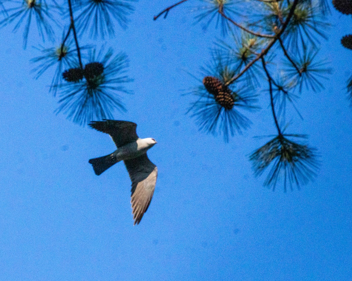 Mississippi Kite - David Wetzel