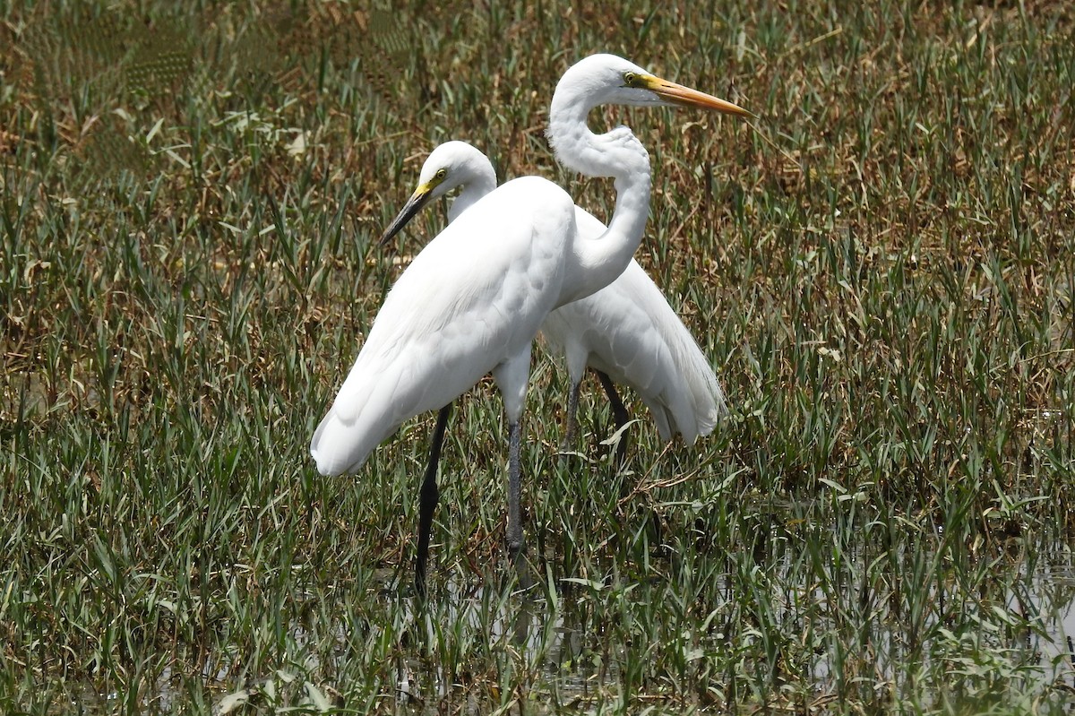 Medium Egret - ML617950447