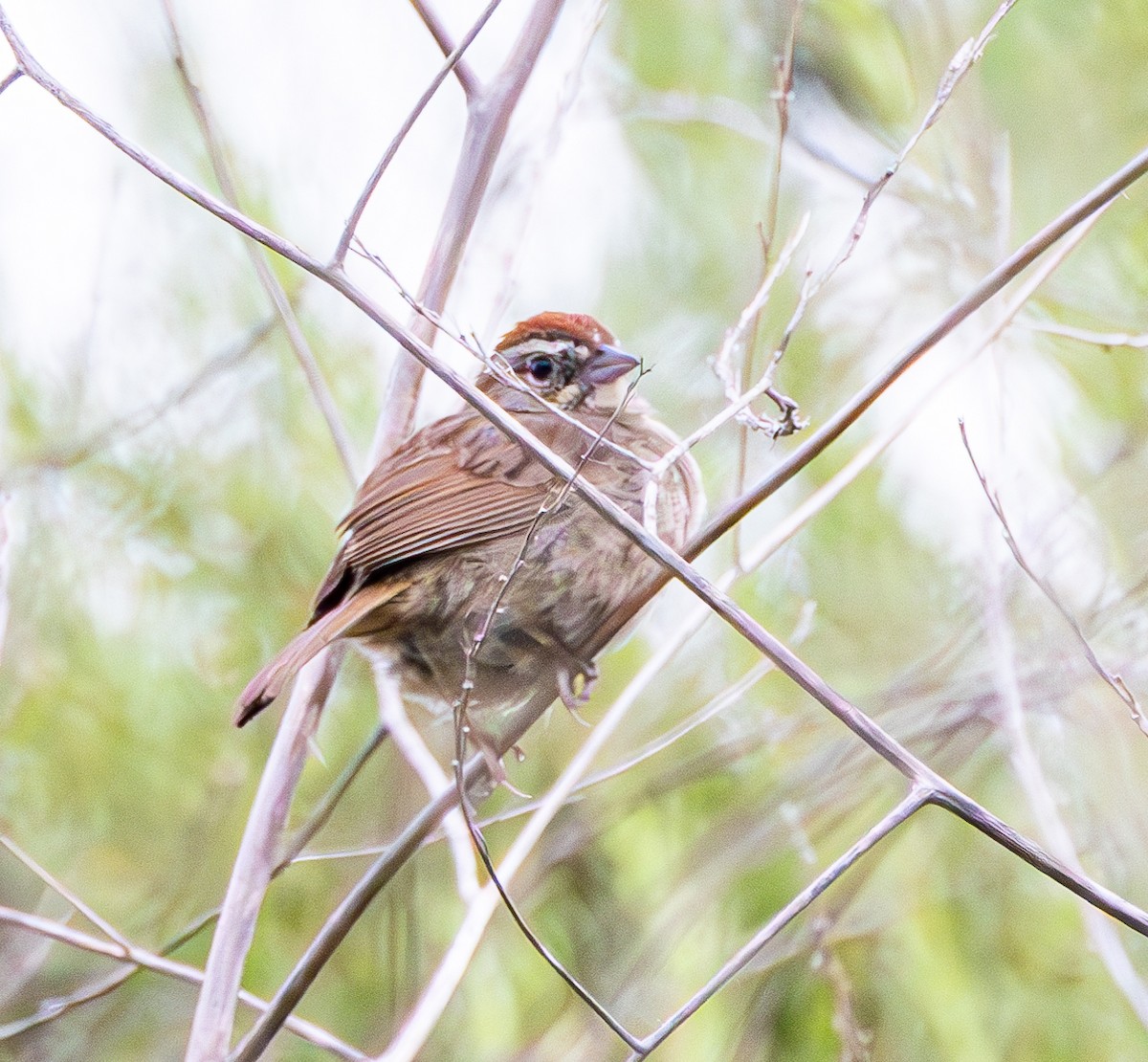Rufous-crowned Sparrow - Ben  Valdez