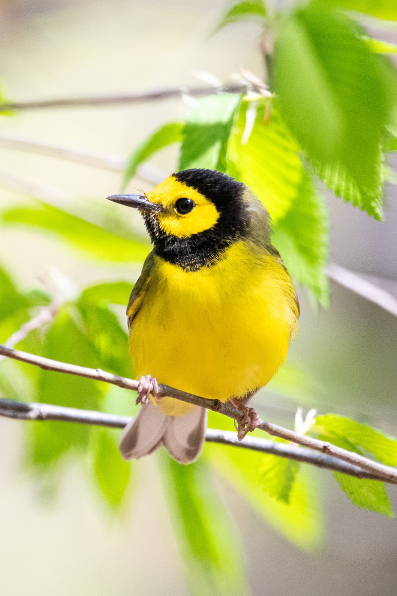 Hooded Warbler - Caleb Crain