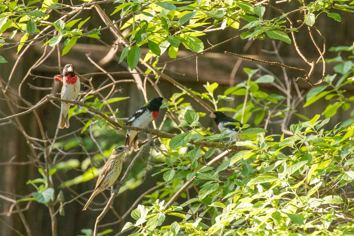 Rose-breasted Grosbeak - David Wetzel