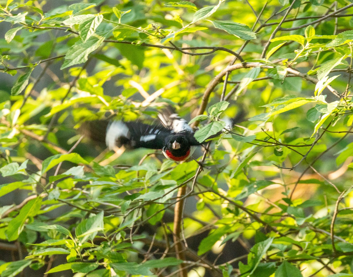 Rose-breasted Grosbeak - David Wetzel