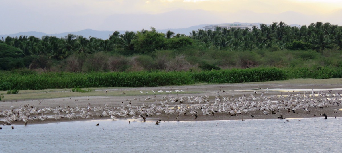 Spot-billed Pelican - ML61795051