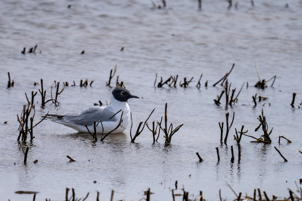 Mouette de Bonaparte - ML617950540