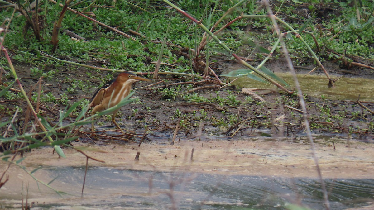 Least Bittern - ML617950545