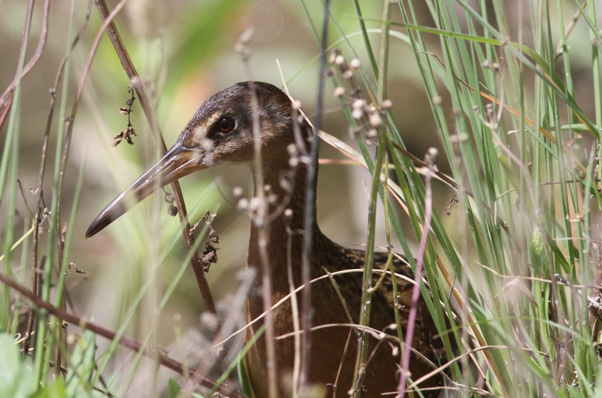 King Rail - David Vander Pluym